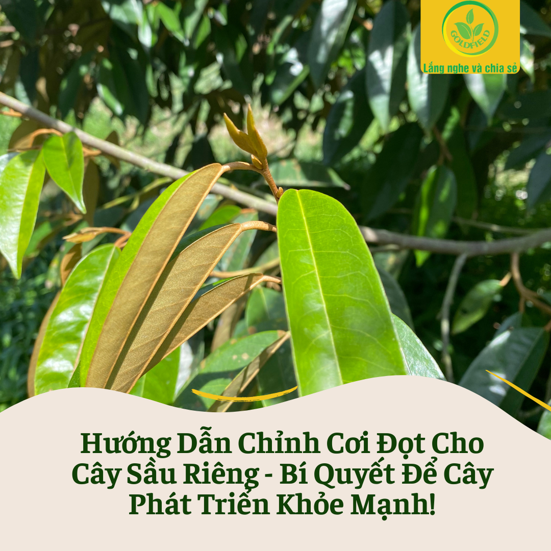 Chỉnh cơi đọt