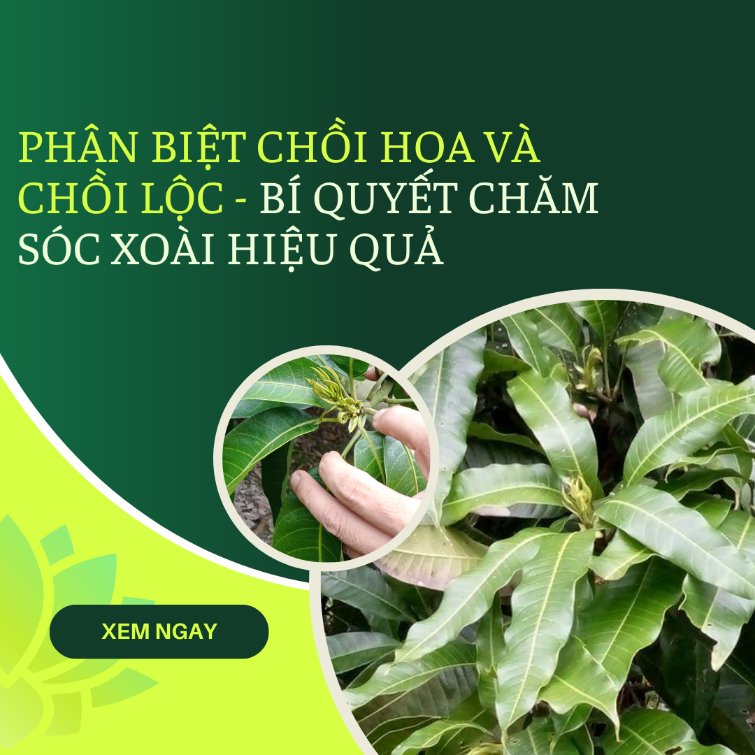 Chơi hoa và